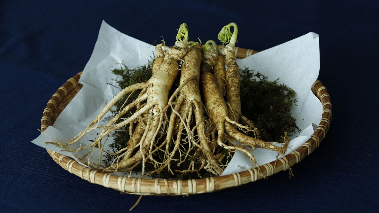 Racine de ginseng pour la puissance